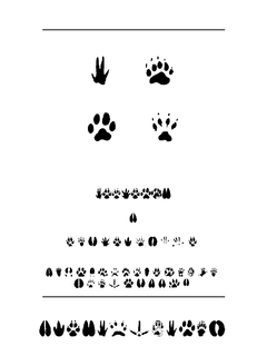 ​Tracks 字体下载｜创意设计排版工具