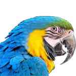 《八哥五笔打字员官方版》免费下载|学习工具·2016.2