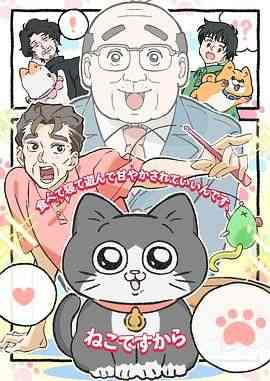 《转生成猫的大叔》免费高清无广告在线播放|动画,日本动漫·日本·2024