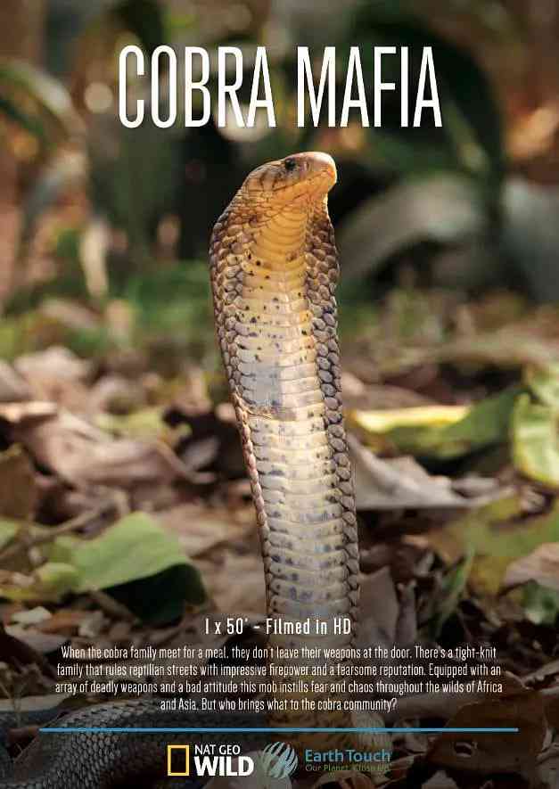 《眼镜蛇黑手党》免费高清无广告在线播放|纪录片·美国·2015