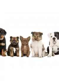 《纪录片：家有萌宠》免费高清无广告在线播放|纪录片·美国·2021