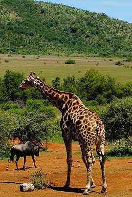 《了不起的非洲公园 第一季》免费高清无广告在线播放|纪录片·美国·2016