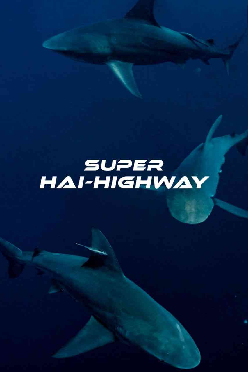 《超級鯊魚大道》免费高清无广告在线播放|纪录片,冒险·澳大利亚·2024