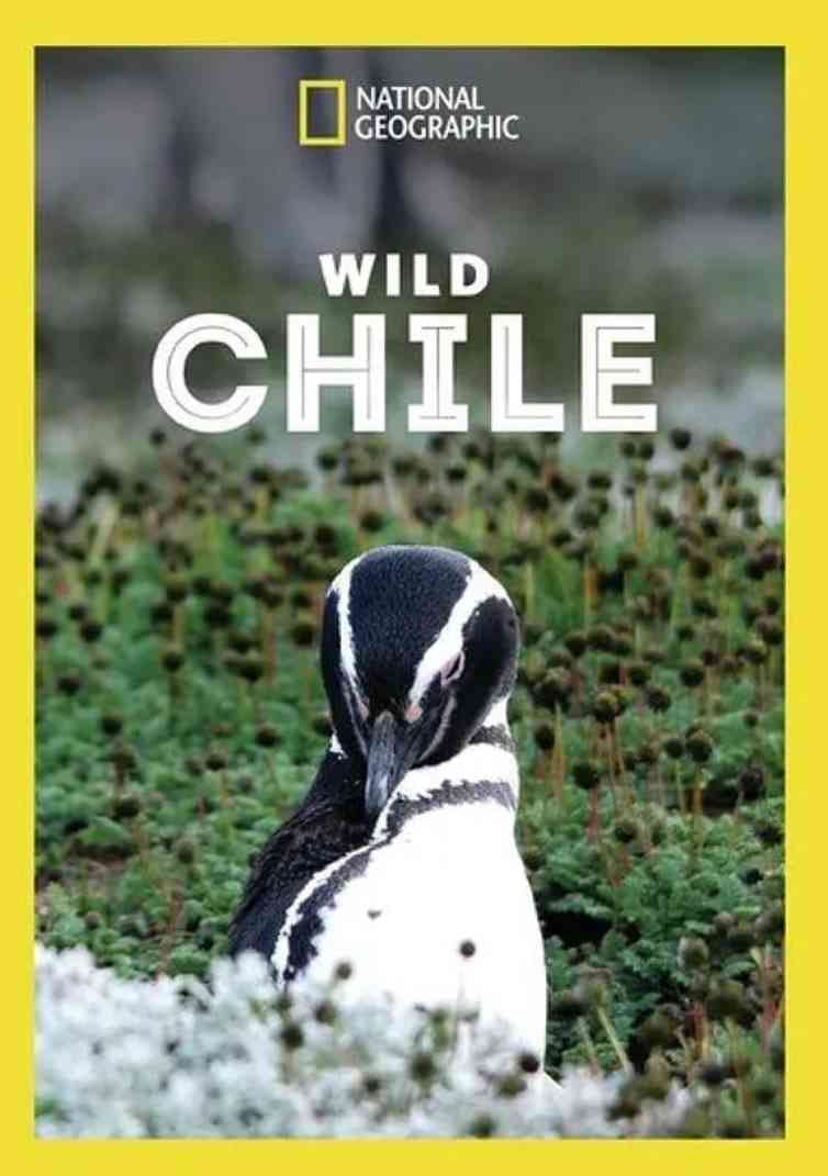 《狂野智利》最新免费高清电影无广告在线播放|纪录片·英国·2018  第1张