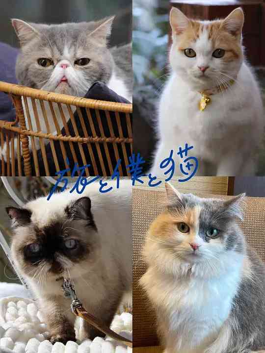 《旅行和我和猫》全集免费高清电视剧无广告在线播放|剧情·日本·2026